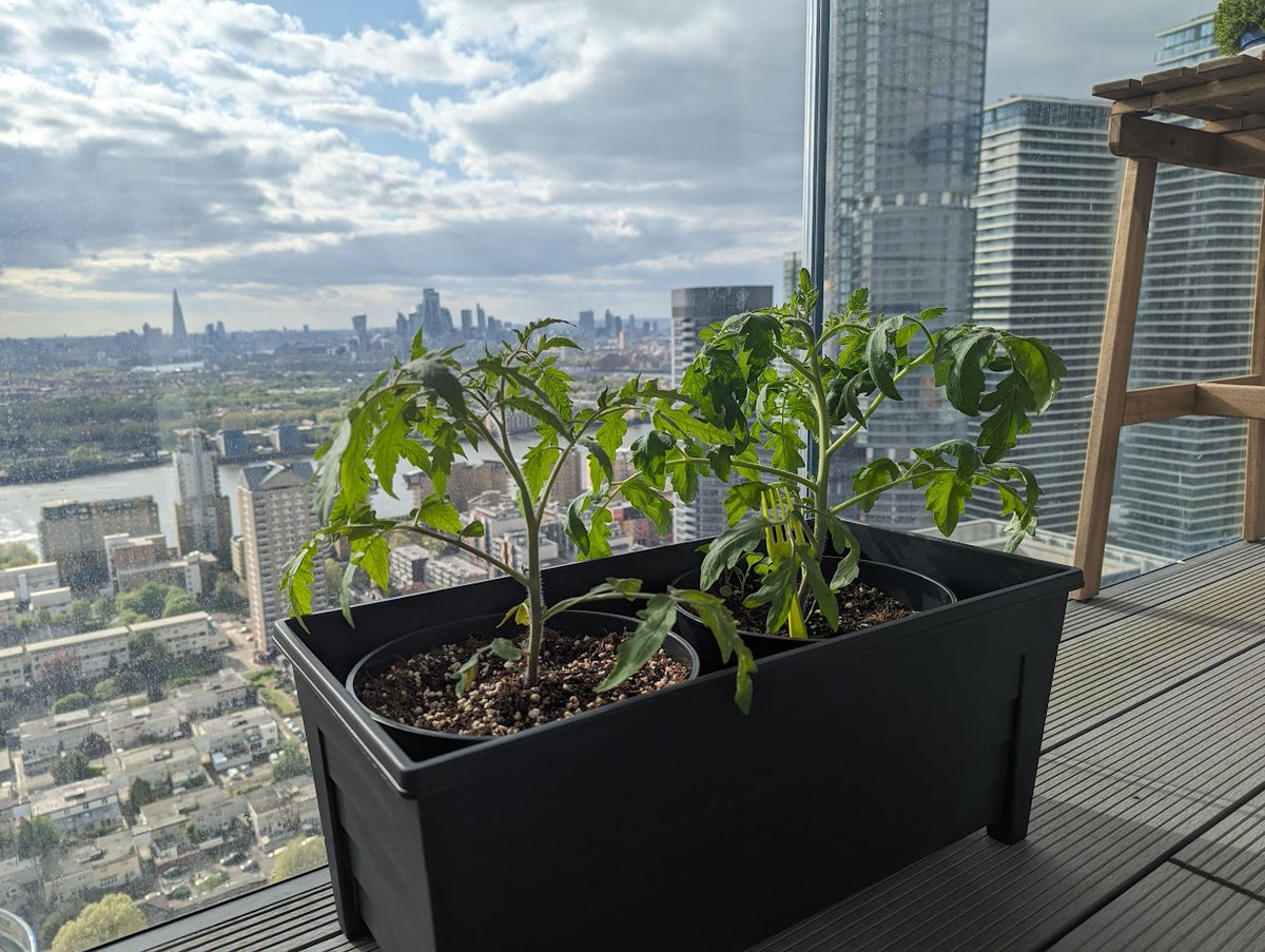 I have one pretty dirty secret. I grow tomatoes and a dozen varieties of hot peppers in a skyscraper. They can see #London from their workplace :)