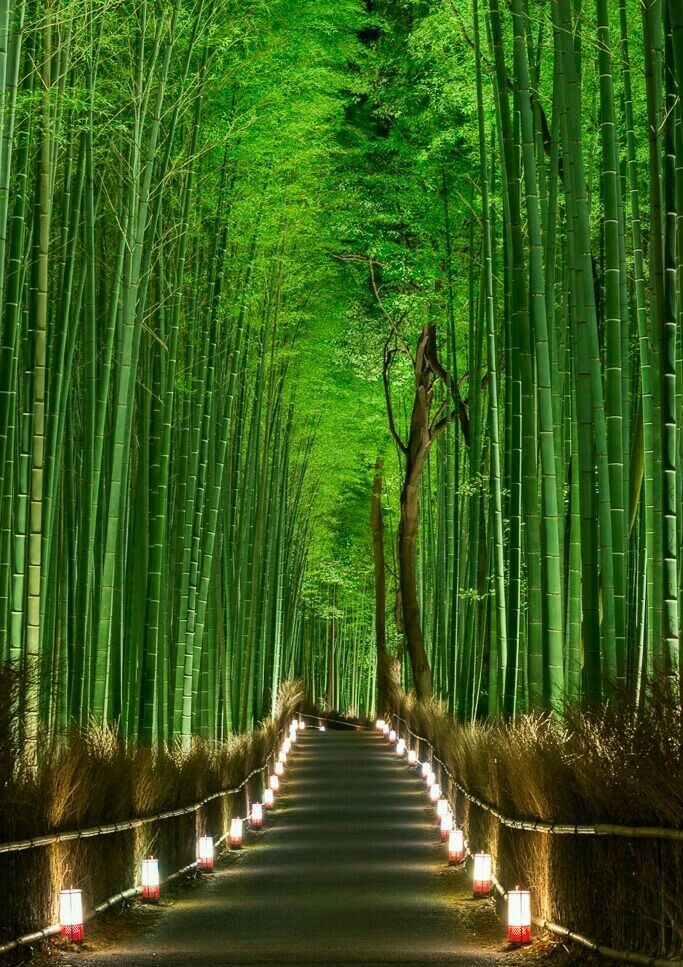 Bamboo Path in Kyoto, Japan 🇯🇵