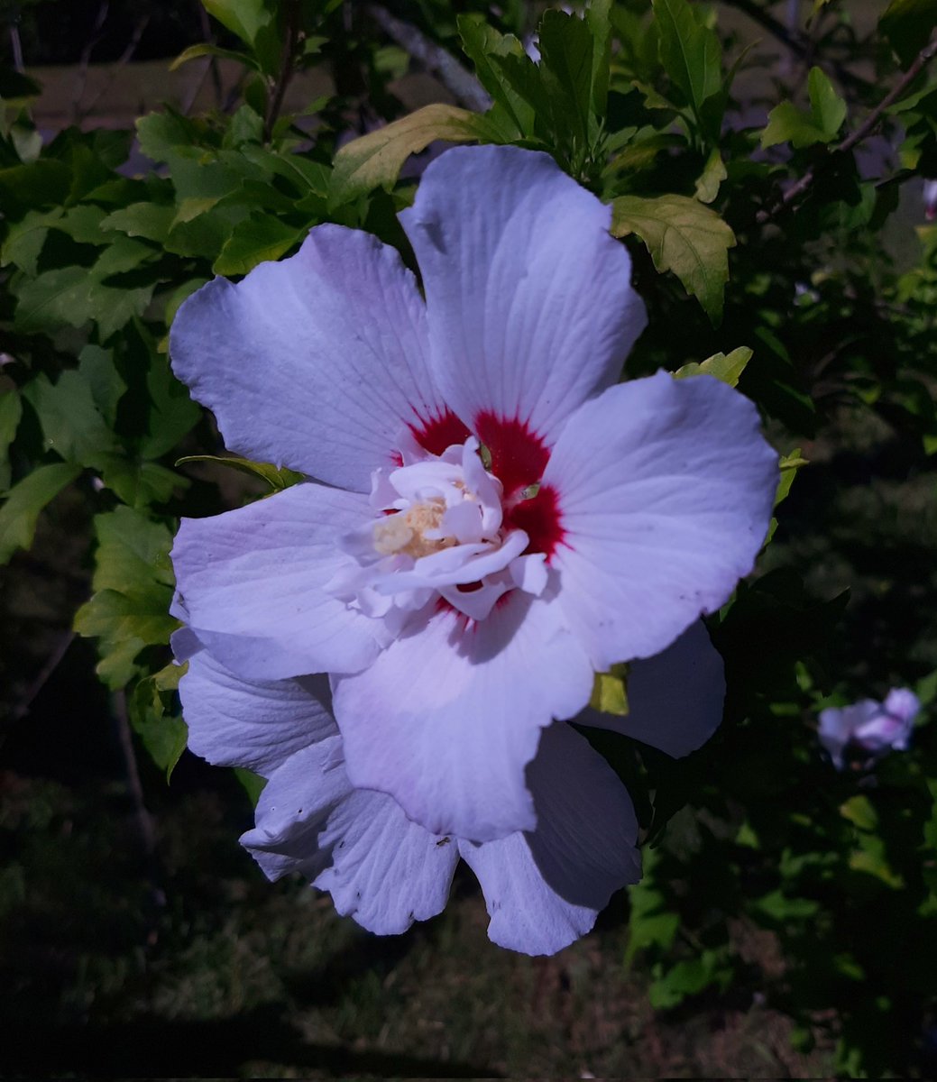 #Hibiscus syriacus