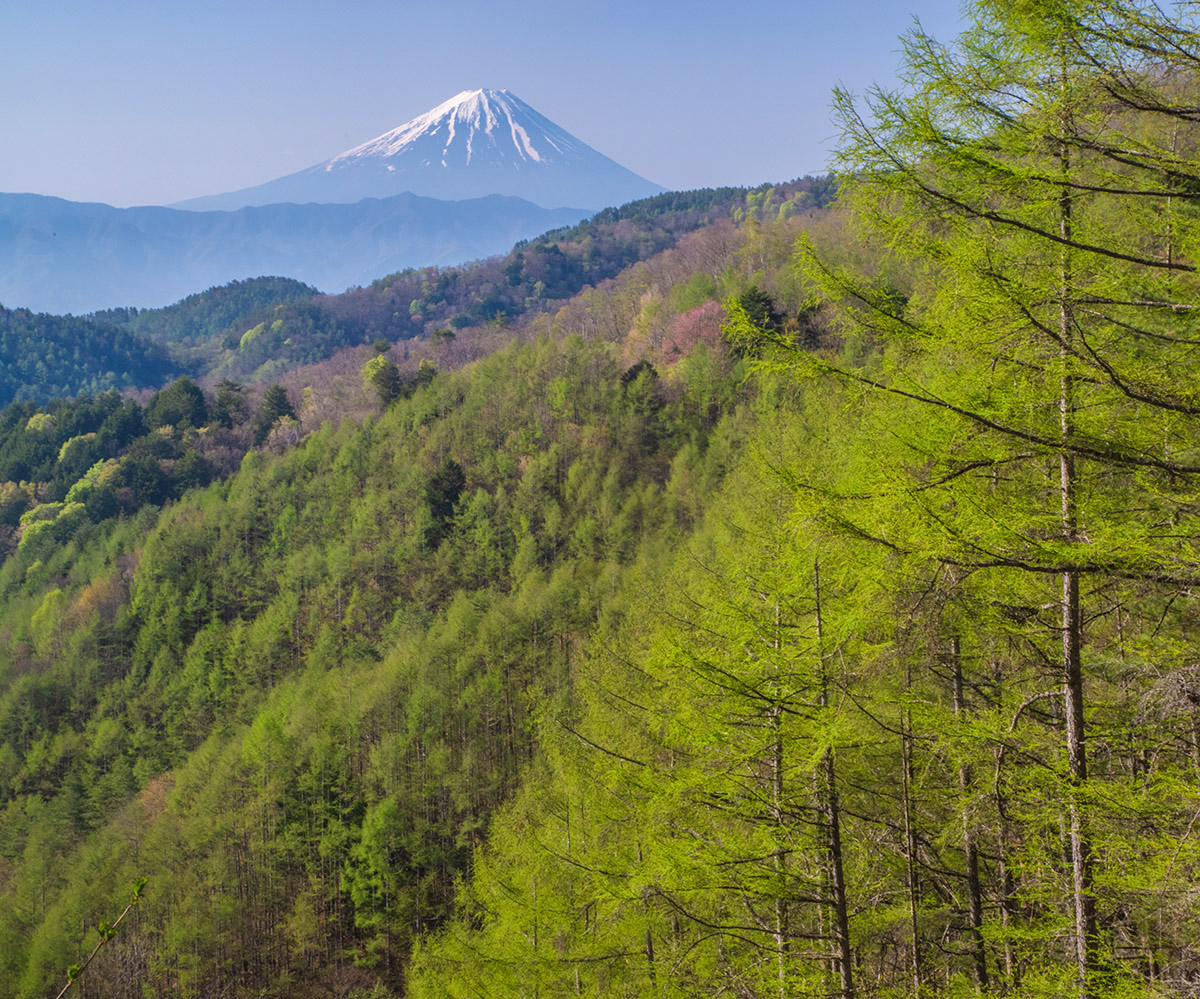 新緑の頃

水ヶ森林道で先日撮影

#富士山　#新緑　#mtfuji