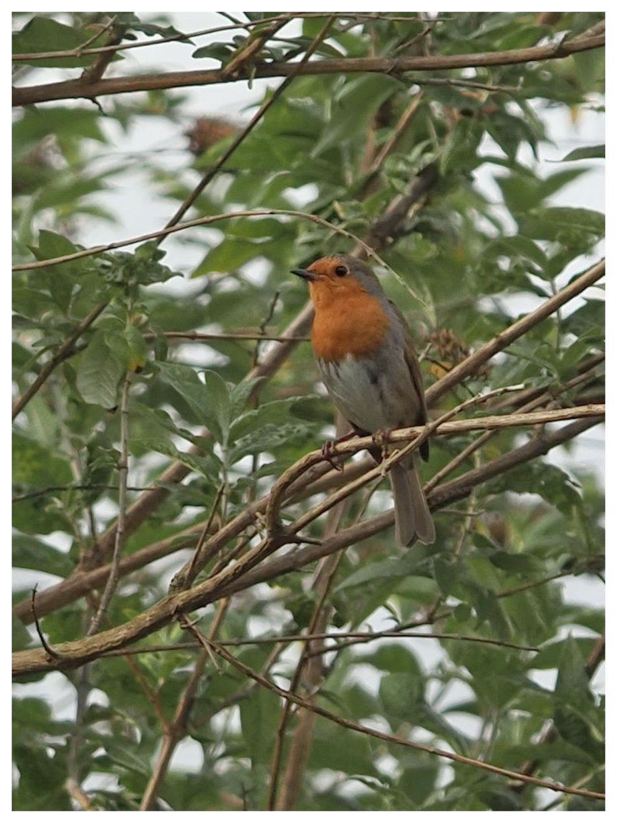 A Robin’s not just for Christmas. #MayDay bird singing its heart out in the staff carpark at @theUL this evening.