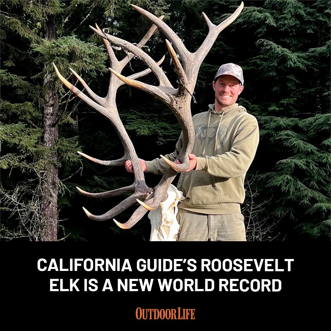 The Boone and Crockett Club announced the certification of a new world record for Roosevelt elk on Tuesday: trib.al/4roXywq