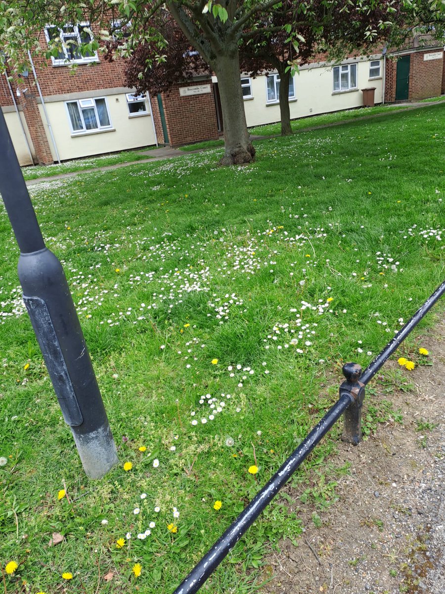 @_JoelAshton On the 1st day of #nomowmay Letchworth Garden City contractors out decimating the daisies and dandelions. 3rd time this area has been mown since March 😡 (2nd photo before the mower did it's work). So much for the worlds 1st garden city