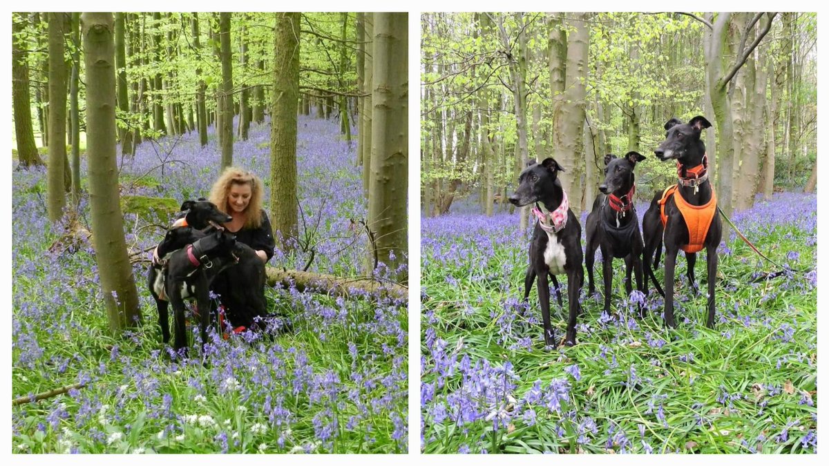 🪻A couple more old pics of The Three Whiskerteers in Bluebell Wood (Yours Truly making an appearance😄).🪻
Chrysta🌈🩷, Rio❤️ and Pippa🌈🧡
#GreyhoundsMakeGreatPets #GreyhoundsMakeGreytPets