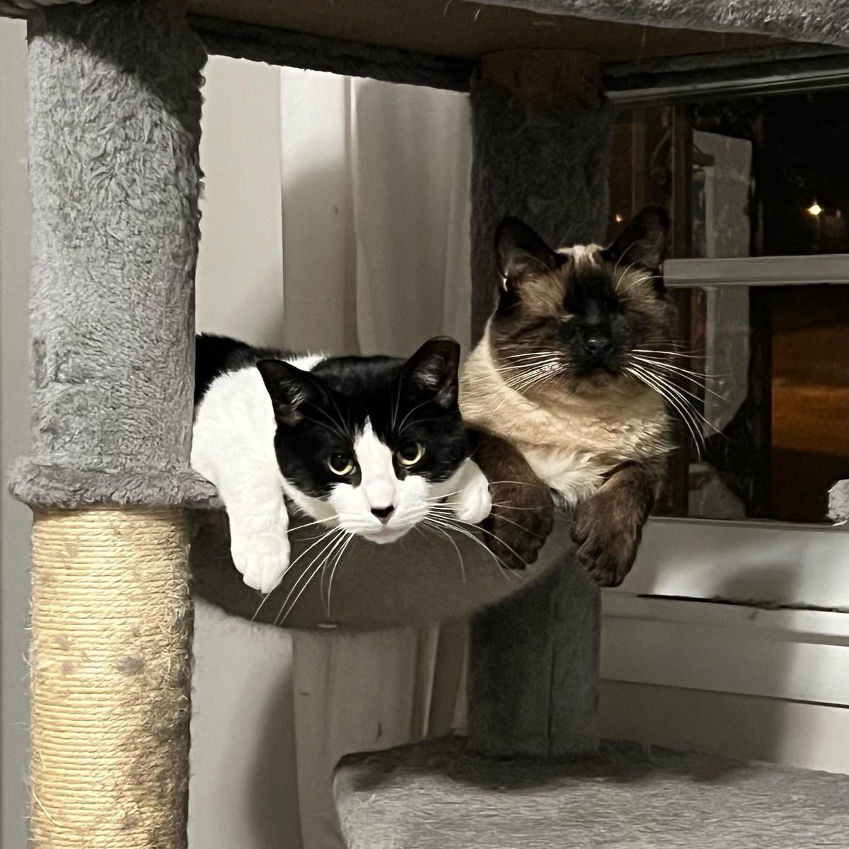 Meet Justice, a stunning cuddle bug with lots of extra toes and a built in friend, Murray! Despite being blind, he gets around with remarkable ease. Murray is a tripod kitty! What a pair! They are looking for their forever home. Please apply at proverbs1210rescue.org