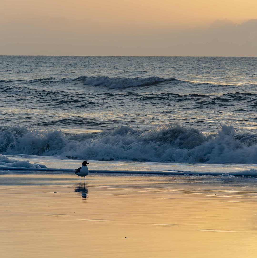 javajoba's tweet image. Starting the morning with a beautiful #sunrise on #AmeliaIsland #vakphotos vakphotos.com