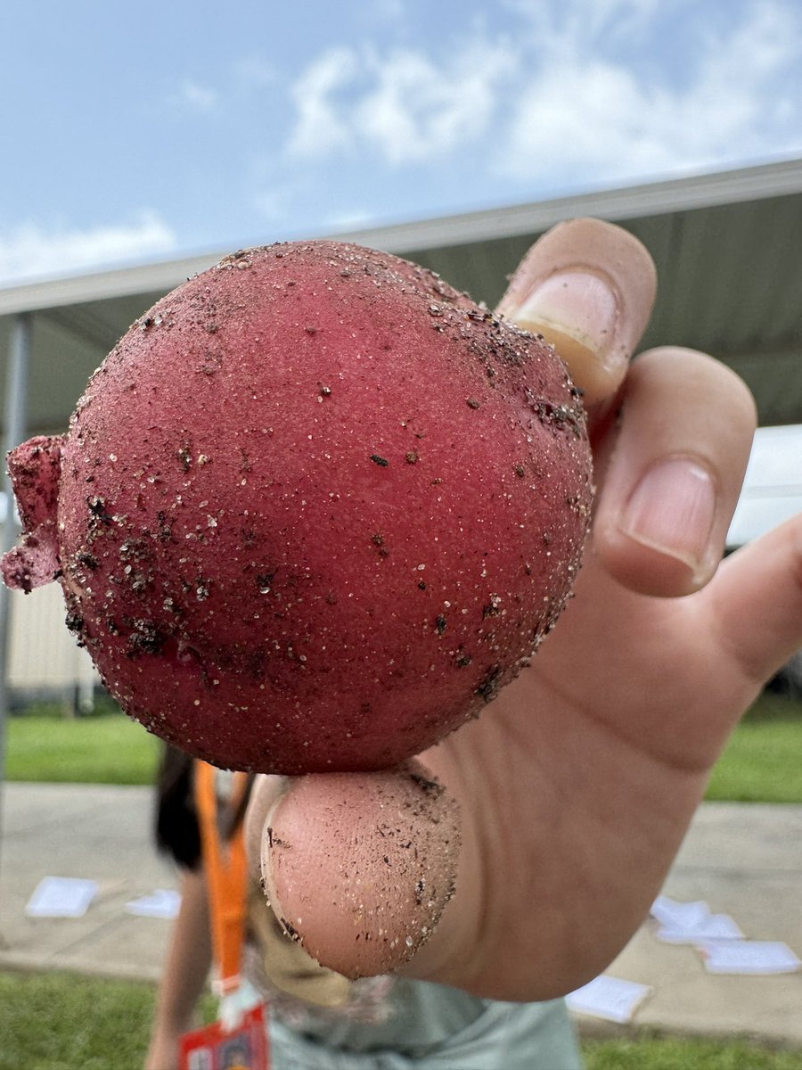 It’s been a tuberrific day in the @mcfeecfisd garden 🎉 3rd graders harvested the potatoes they planted back in February. We collected about 5lbs of spuds 🥔 and they will be prepared with fragrant herbs 🌿 from the garden @readygrowgarden @sharonwhit1 @PowerUpCafe @CyFairISD