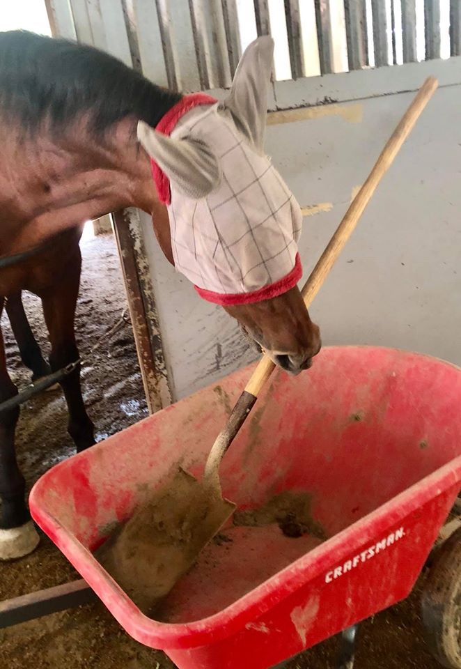 Did you know that today is World Laughter Day? It is also May Day, also known as, International Workers' Day. We thought this picture combined the two. 

 #AheadWithHorses #TherapyHorse #HelpOut #Mustang #WorkingHard
