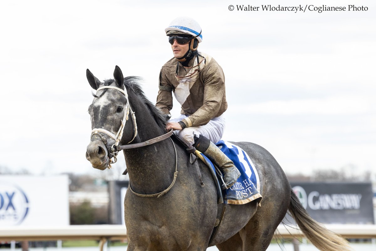 #MDBred Post Time will seek his fifth win in a row in this Friday's Westchester-G3 at Aqueduct! He's the even-money favorite on the morning line, and will break from post position four with @sheldonrussell1 aboard for owner Hillwood Stable LLC and trainer @btrracingstable.