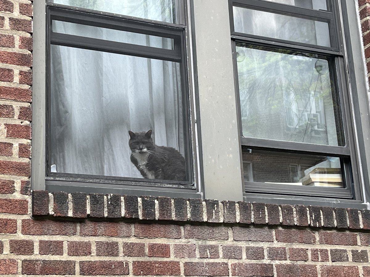 Cats of Queens