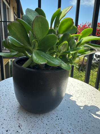 This is kind of crazy...

This jade plant was originally inside my Great Grandmothers house in Parksville, New York. 

She loved jades, and if you pluck a jade leaf and put it in dirt, it regrows.

My aunt took one of her leaves and brought it to the west coast and grew it…