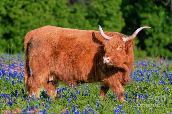 Highland Cow in Wildflowers t2m.io/70z0rttT  #cattle #cow #wallart #prints #fineart #wallart #homedecor #AnimalLover #highlandcow #homedecor #art #buyart #artlovers #ayearforart #FineArtforSale #ScottishHighlands #highlandcows #artbyers
beecreekphoto.com/gallery/texas-…