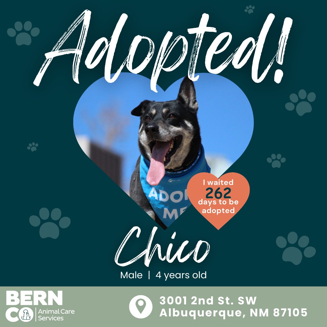 Our handsome skater boy has been ADOPTED today! 🏡💕 𝗖𝗵𝗶𝗰𝗼 has been awaiting adoption for 𝟮𝟲𝟮 𝗱𝗮𝘆𝘀 and finally has his wish come true today! 🌟 We wish Chico all the happiness in his fuurrever home! 🥰 #AdoptionSuccess
