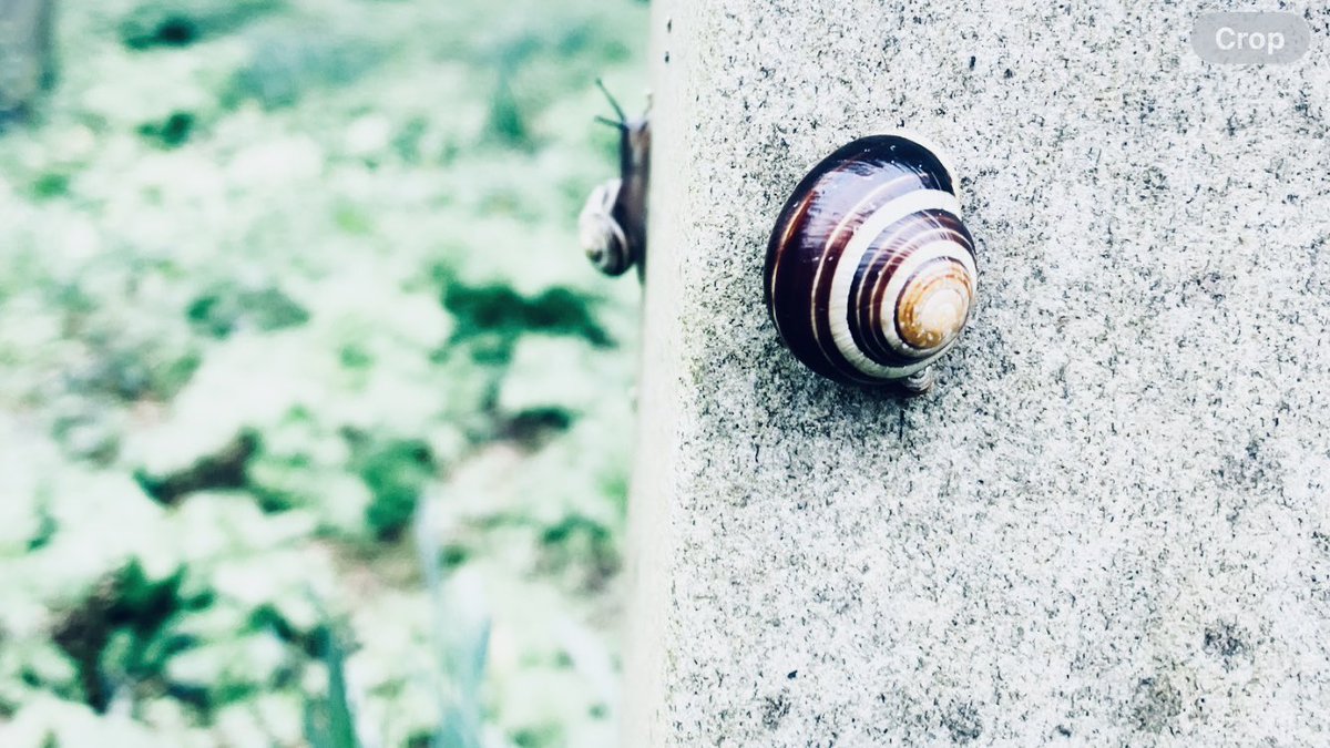 York Cemetery is a treasure box of flora and fauna. In the  recent #CityNatureChallenge a few volunteers recorded over 550 observations in just a couple of hours.

This little fellow is a white-lipped snail. It prefers to eat nettles, ragwort and hogweed - all of which grow here.