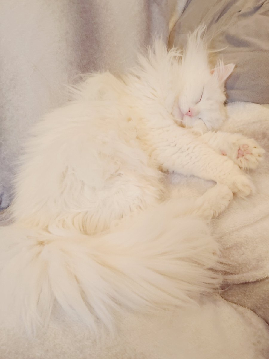 コモ🌸 天使な寝顔…👼✨ 心洗われます…💕🐦️☘️🌍️ #loveandpeace #ノルウェージャンフォレストキャット #猫好きさんと繋がりたい