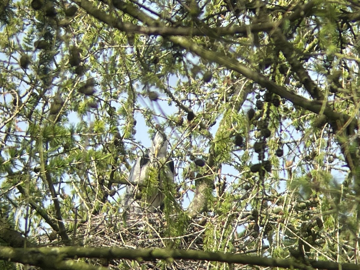 tophilllow tweet picture