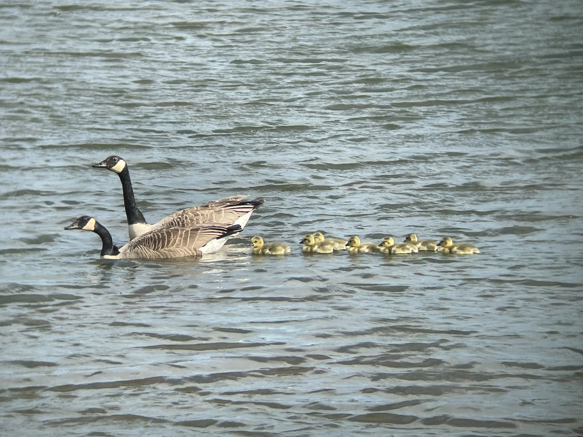 tophilllow tweet picture