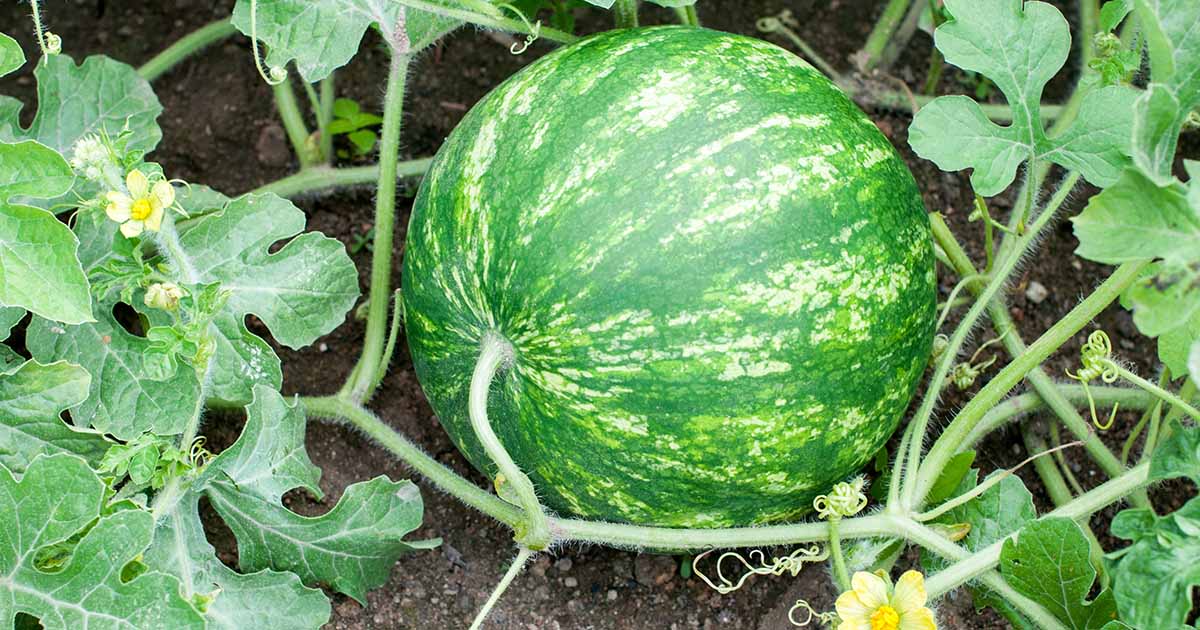 How to Water Watermelon Plants - Watermelons are delicious fruits, but they can be pretty bland when they're not watered correctly. Learn how to irrigate these plants now on Gardener's Path. #gardening #watermelons #gardeningtips gardenerspath.com/plants/fruit/w…