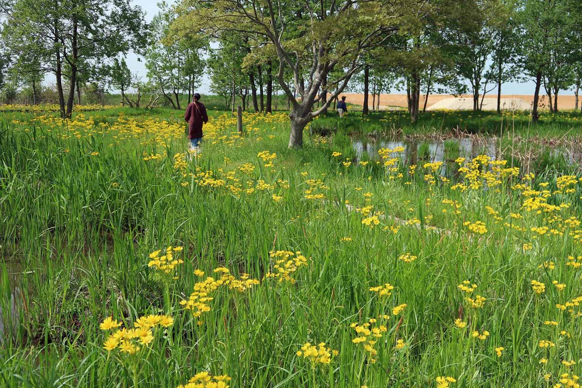この季節、福島潟の「自然学習園」の池周辺ではキク科の多年草「サワオグルマ」の黄色い花が沢山見られます。
高さは50～80cm、3～4cmほどの花を数個付けた姿は優しく清々しい姿、見物に訪れる人も多い。
かっては水田の畔などに見られたが、数も減ってきて、新潟市の絶滅危惧種に指定されています。
