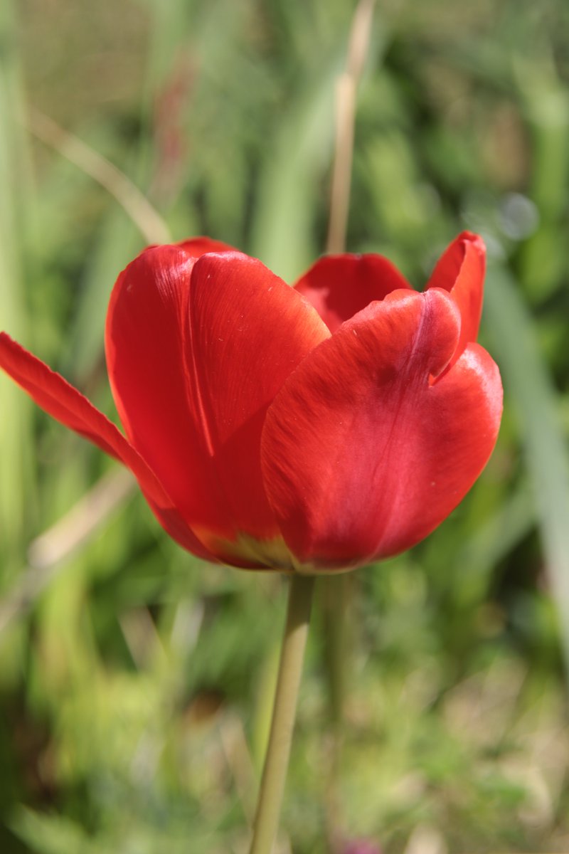 Tulip 🤗

#Photography #Flowers