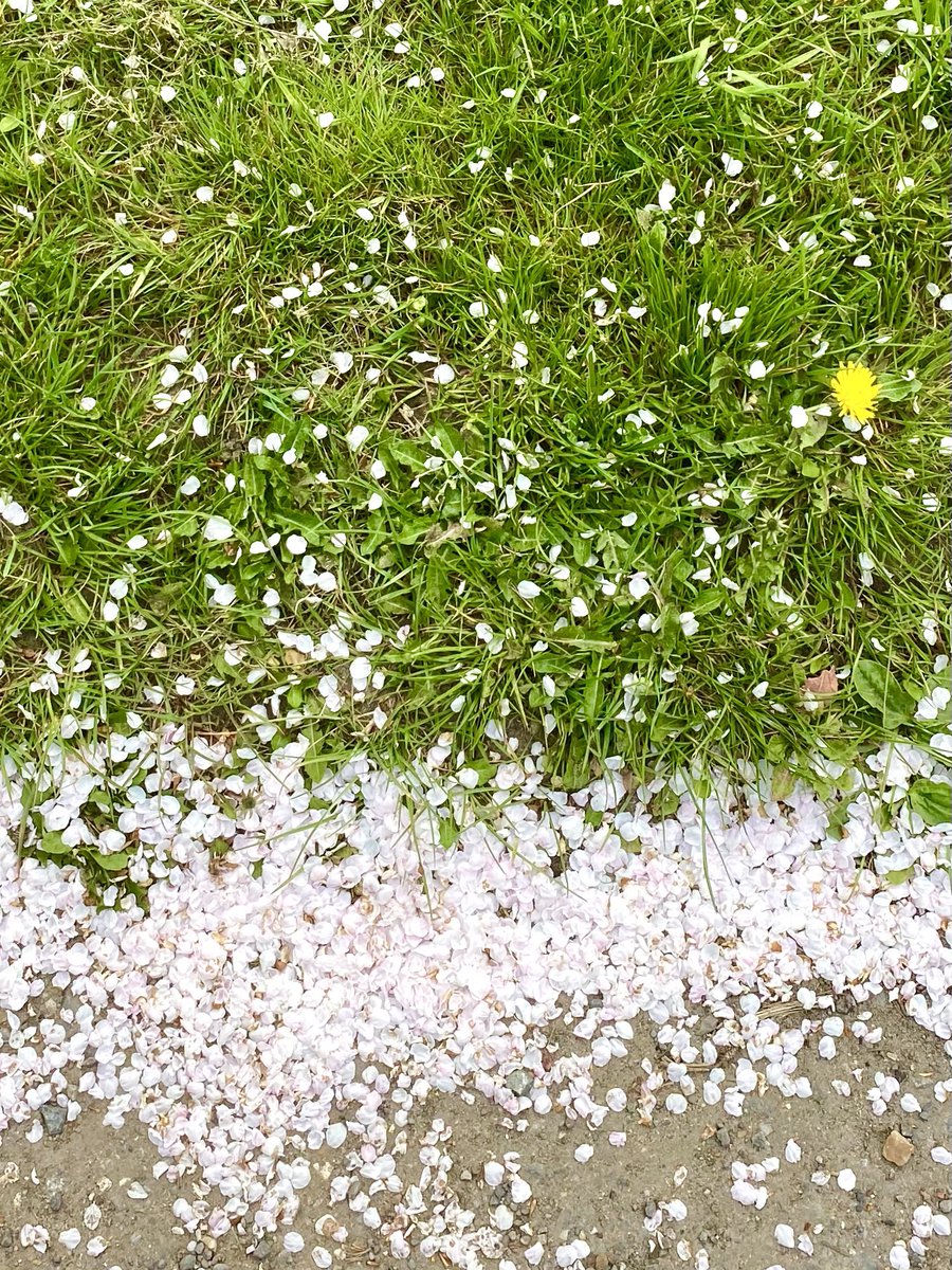 Bloomin’ beautiful blooms this year! 🌸