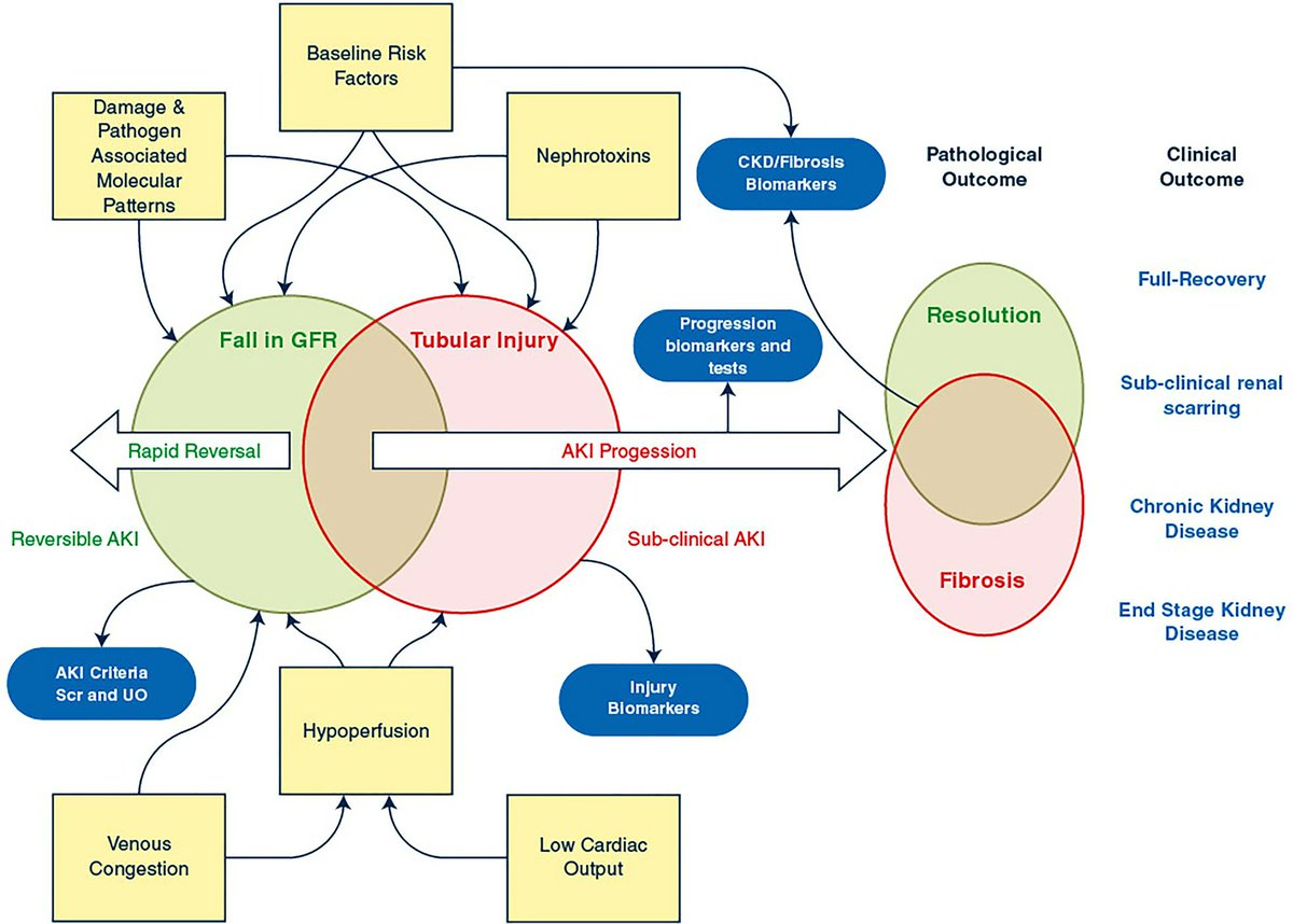 Pathophysiology of acute #kidney injury #AKI in critical illness. Green indicates functional/reversible processes; red indicates acute and chronic tissue injury. 🔗 link.springer.com/article/10.100… #MedEd #Nephrology