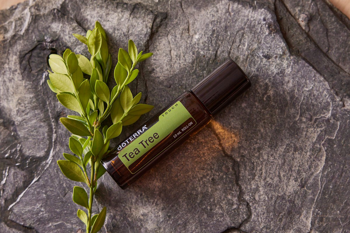 Tea Tree Oil: Renowned for antimicrobial and antiseptic properties. It is commonly used to treat skin conditions like acne, soothe minor cuts and scrapes, and support overall skin health. #teatreeoil #teatree #skincare #essentialoils #herbaloil #legacyteatreeoil #natural #therap