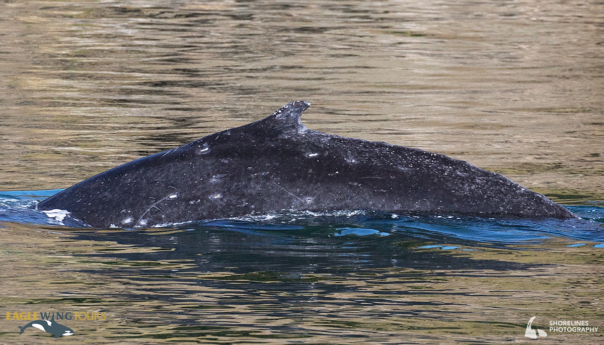 This is a young humpback known as Sakura, and he or she has decided for now that the waters surrounding Henry Island are a great place to make a living. Sakura was born in 2022 and still has plenty to learn about being a humpback!
#Wild4Whales #ExploreBC #SalishSea