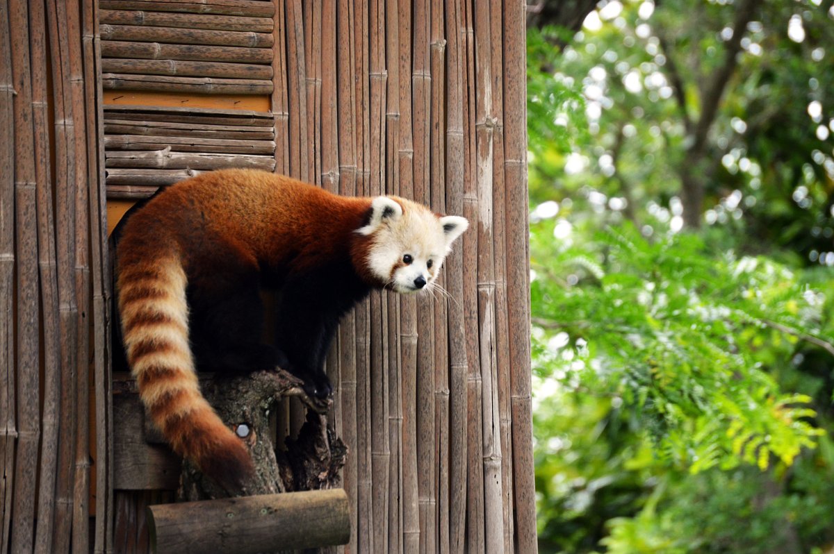 Red Panda Every Hour! (@RedPandaEveryHr) on Twitter photo 2024-05-01 20:59:00