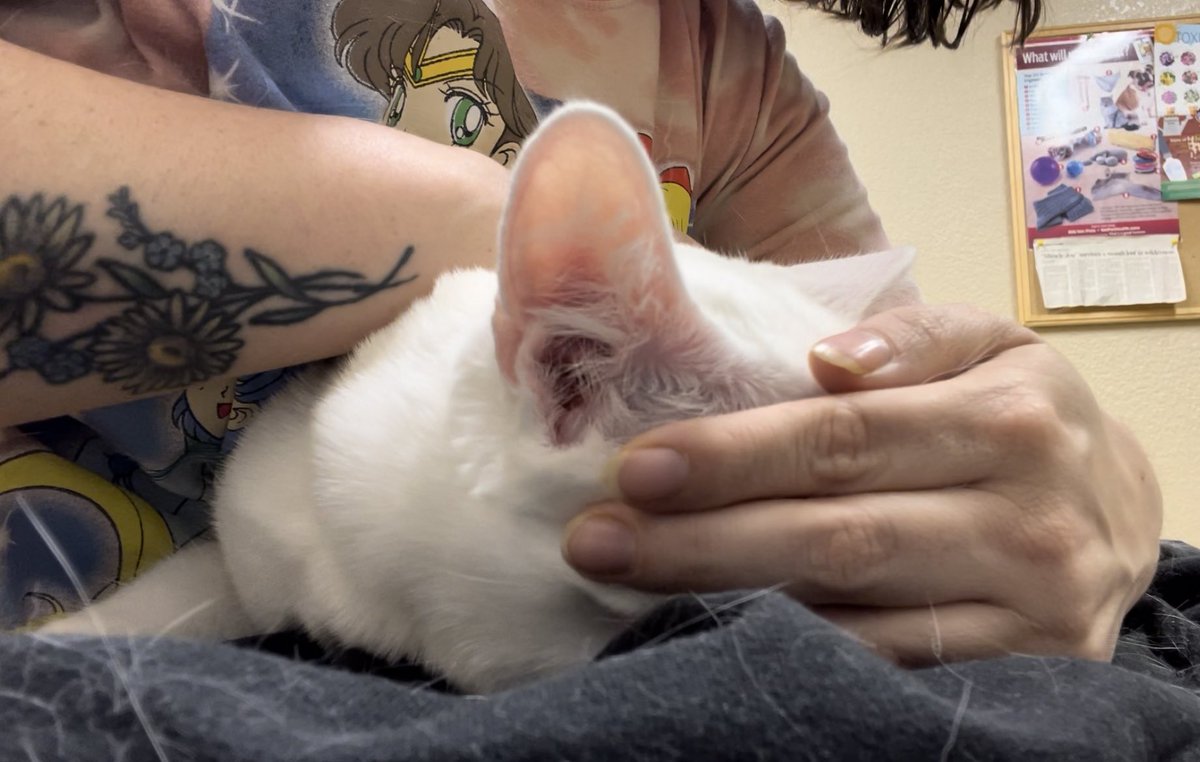 Tofu was VERY nervous at the vet especially since he usually hides from strangers, but health wise, he’s gonna be okay. Got some antibiotics to treat a minor infection from a scratch that caused the balding and despite his fear of other people he was a very good boy today❤️