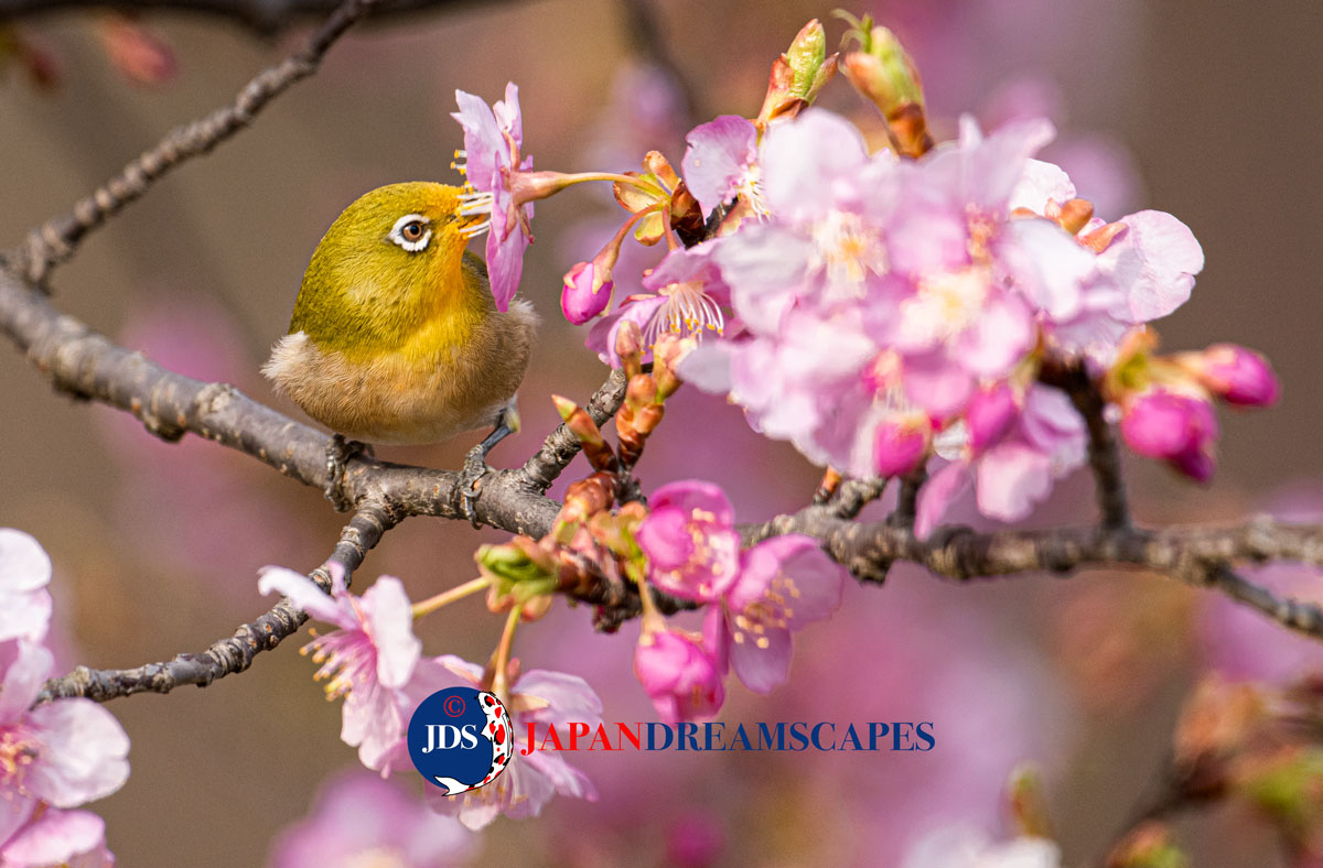 Mejiro enjoying a sakura bounty! #japan #ig_japan #japandreamscapes #日本 #travel #travelphotography #photographer #cherryblossoms #cherryblossom #sakura #spring #春 #桜 #birding #birdingphotography #birdwatching #バードウォッチング #japanesewhiteeye #mejiro #メジロ