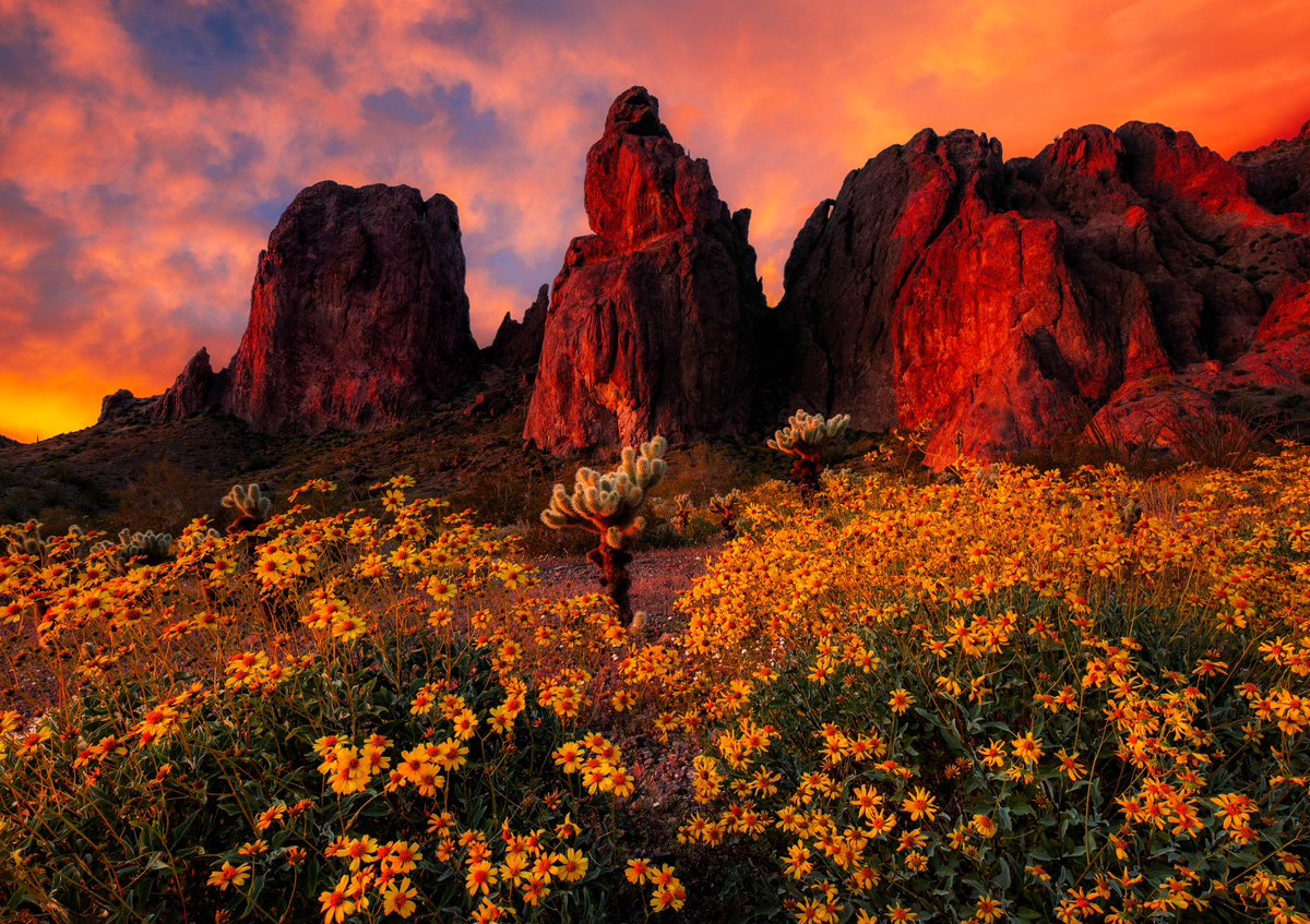 While everyone else has been chasing storms, I’ve been chasing light and wildflowers. Caught this monsoon-like sunset in my favorite Arizona mountain range about a month ago, coupled with a huge bloom of Brittlebush