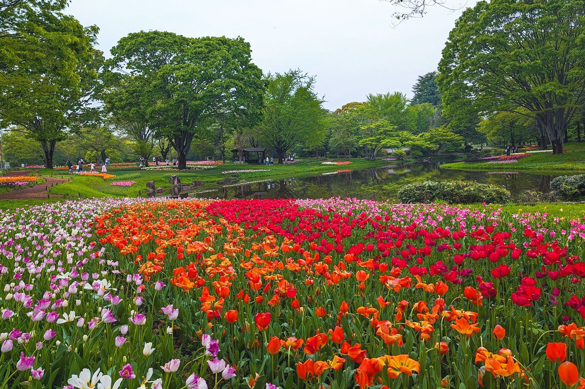 旅先での記念写真、久しぶりに会った家族や友人との写真、#ゴールデンウィーク は何かと写真を撮る機会が増えますよね。 撮った写真を共有するときは、Google フォトのアルバム機能を使うと簡単にできますよ。 u.softbank.jp/4dpFMtA #GW #SoftBank