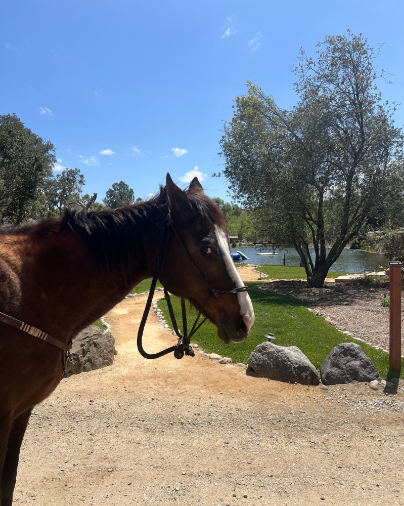 This ain't Texas, this is @Native Falls Campground 🐎

#temeculacalifornia #visitcalifornia #horses #AOMmanaged #outdoorhospitality #advancedoutdoormanagement