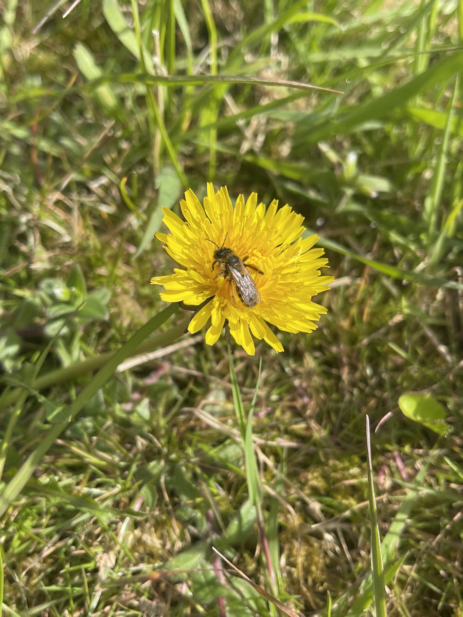 Bees 🐝 collecting pollen from dandelions 💛 #Wildwebswednesday