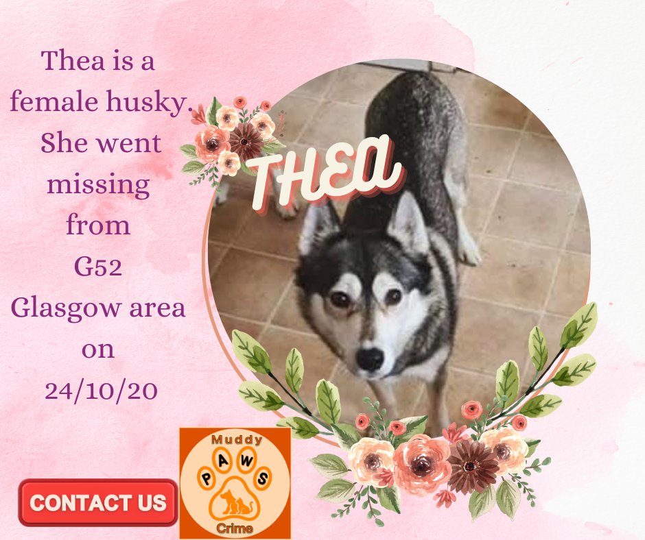 It can take ONE share to bring information. Will that be YOUR share ?? It has been too long with no information on Thea. *** PLEASE KEEP LOOKING FOR THEA *** Any information pls contact MUDDYPAWSCRIME ON FACEBOOK @HunnyJax @MissingPetsGB