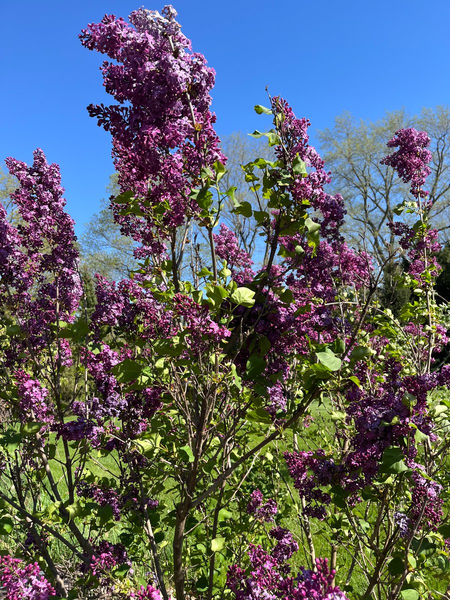 My lilacs are looking good this spring
