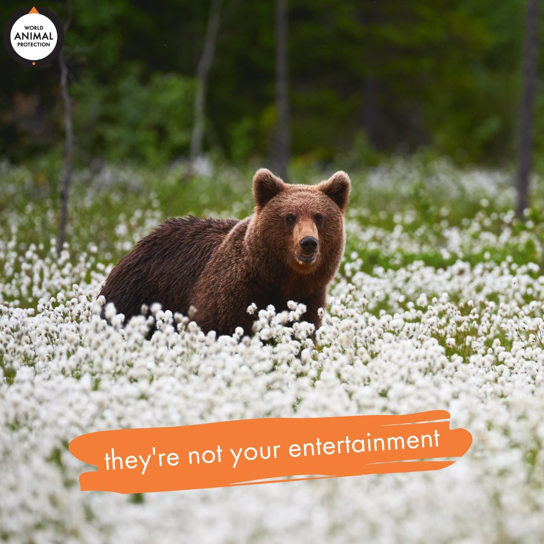 Bears are not entertainers. They're wild animals who deserve to live in the wild. 🧡