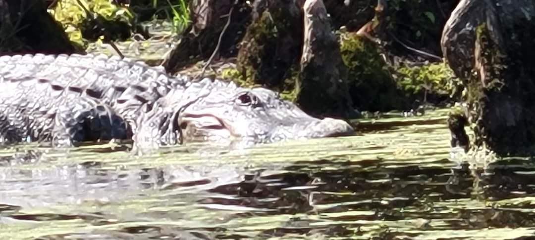 @ShockedNotShock @lisabetsey @OblivionVortex @Katerationopia Kind of similar to the swamp puppies I kayak with at the millpond. Your fear of being in nature is noted though.