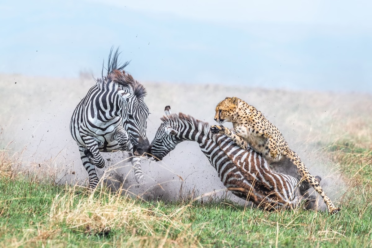 BE INSPIRED by these incredible winning photographs from the 2024 World Nature Photography Awards! 👀 📸 #WildlifeWednesday theatlantic.com/photo/2024/03/… #wildlifephotography #wildlife #conservation #wildlifeconservation #animals