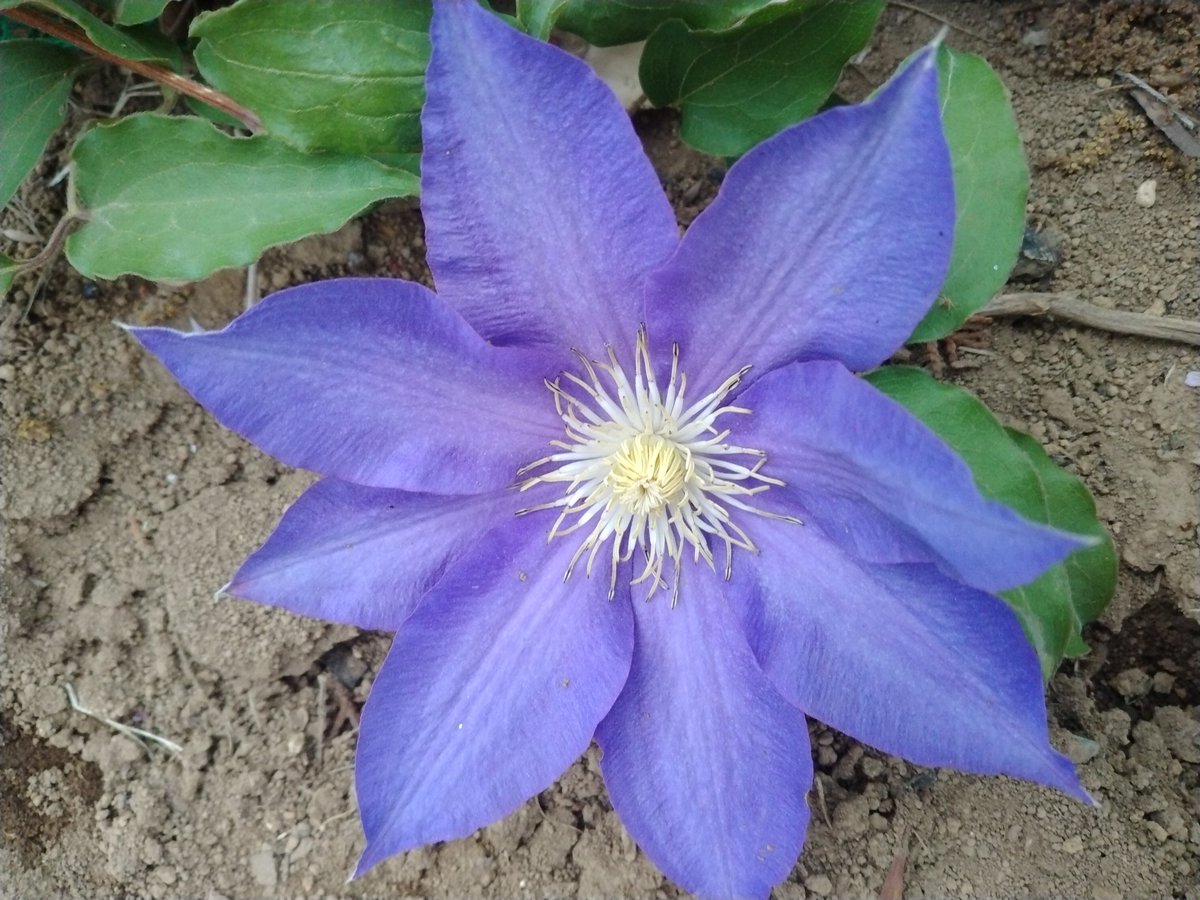 ５月２日(木曜日)晴れ⛅ 皆様おはようございます🕕☕♪ 雨止んで晴れる予報にｽﾏｲﾙ🙌♬ 🌳ﾓﾘﾓﾘ木曜日も頑張ろーね(^^)/* GWの後半考え🤔良い一日を🐟 今日も宜しくお願いします🎏💠