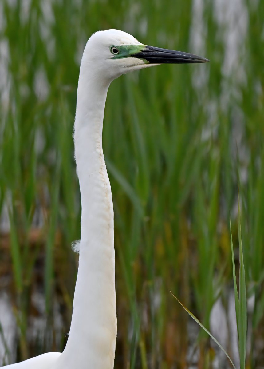 This Great White Egret has some neck!