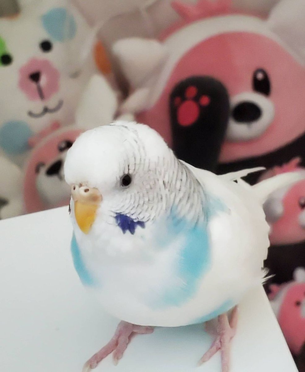 spicapudica's tweet image. Hi, I'm Spica! ☁🌾
I love birds, and drawing! Thanks for checking out my art!
About/BYF → kikilala.carrd.co
Tip jar → ko-fi.com/kikilala
COMMISSIONS → vgen.co/pudica
🩵🤍🩷