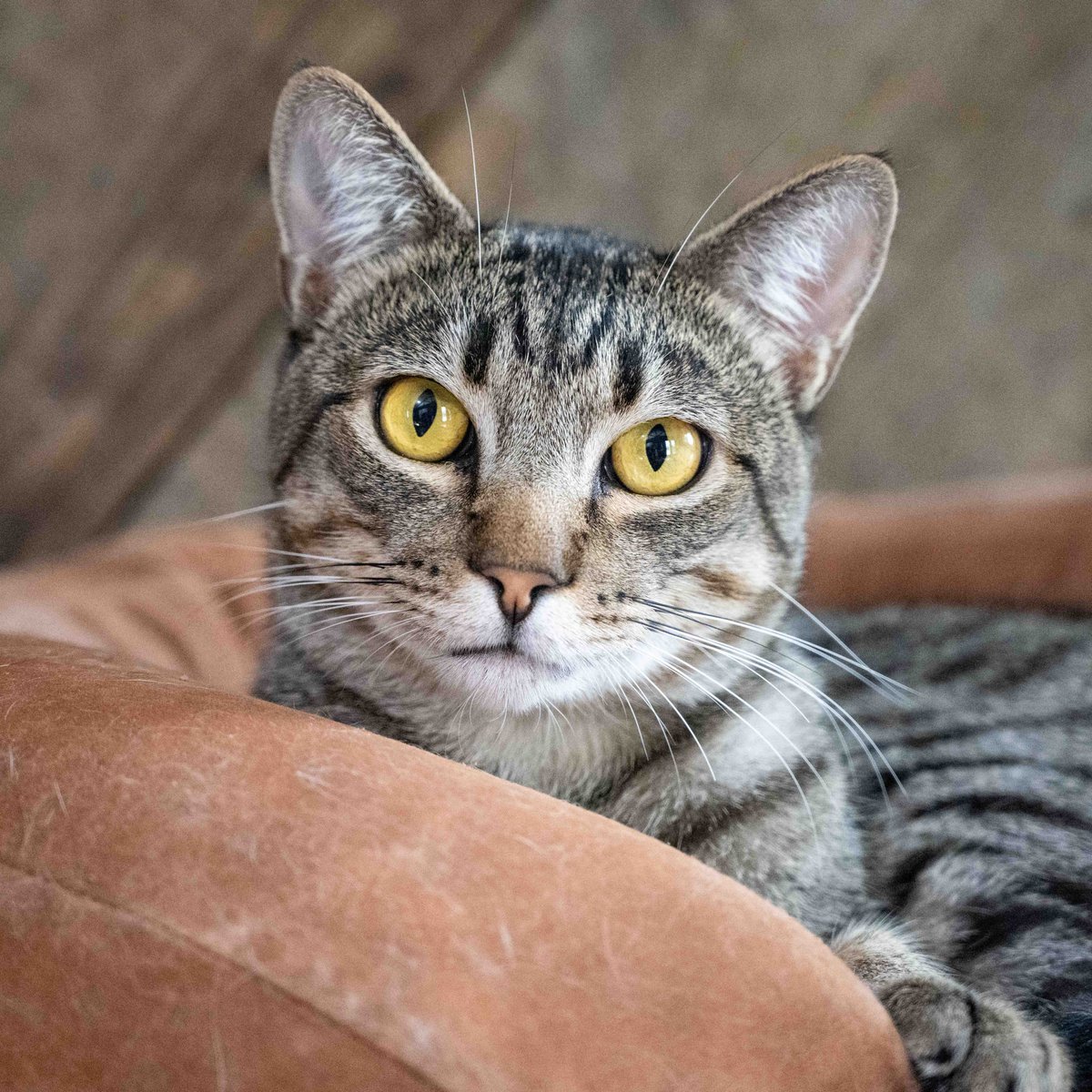 #Lodi, CA - #SanJoaquin Co: Hi, my name is COLORADO 😺 and I've been waiting for a home since August 2021. I'm a striking tabby guy with mesmerizing golden eyes. I love pets & keeping my foster mom company... adoptrescuecatsinca.com #California #cats #adoptdontshop #Stockton