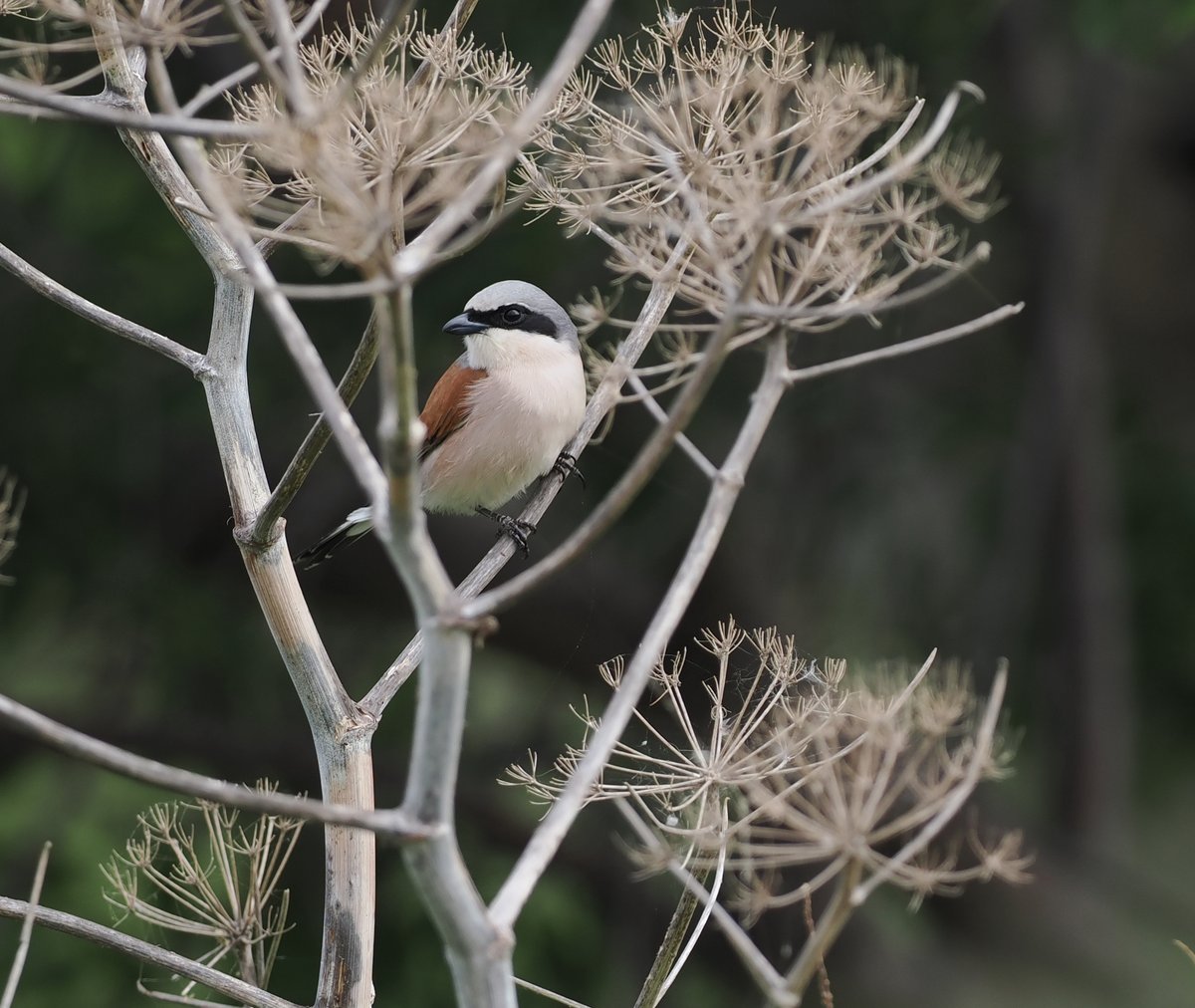 BritishBirder tweet picture