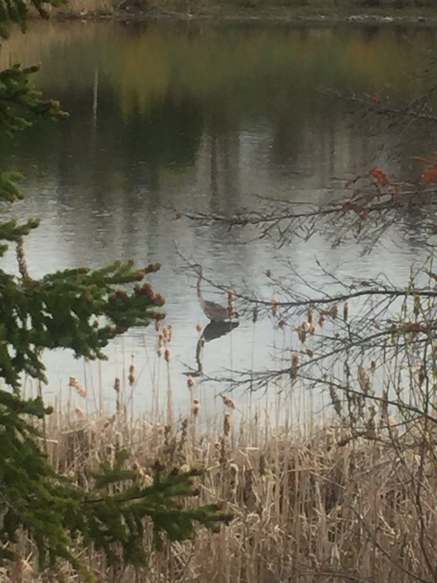 #educatorsONtherun #RWRunStreak Day 1617 A sunny 3 miles (5 km) run this afternoon. Spotted a pair of buffleheads (I think) and a hunting heron. #RunEveryDay