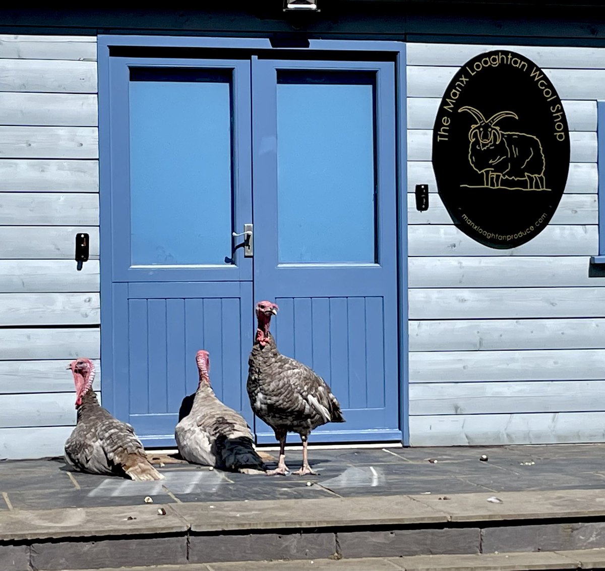 Hello boys - the shop isn’t open yet! #turkeys #freerange #freetoroam #turkeysarefun #farming #isleofman