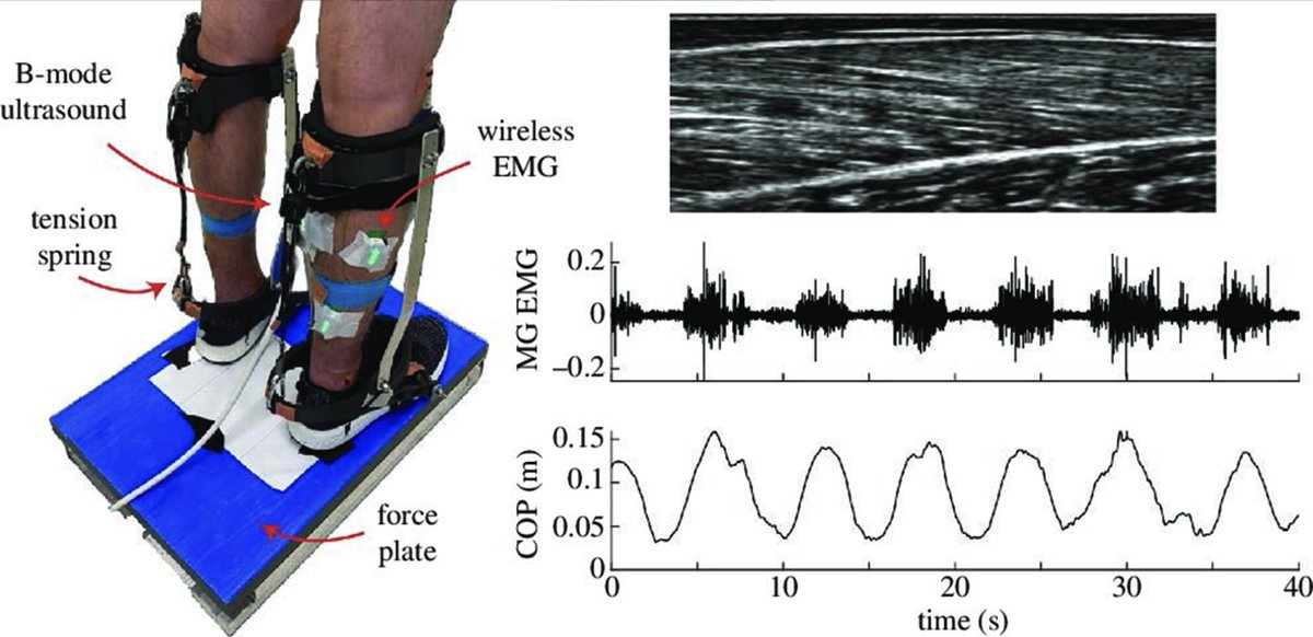 A fun collab with <a href="/FarrisDominic/">Dominic Farris</a> out in <a href="/royalsociety/">The Royal Society</a>  where we explore how simple exoskeleton devices influence standing balance. A big shout out to the awesome team of undergrads and <a href="/J_L_Williamson9/">James Williamson</a> who led this data collection.  

royalsocietypublishing.org/doi/10.1098/rs…