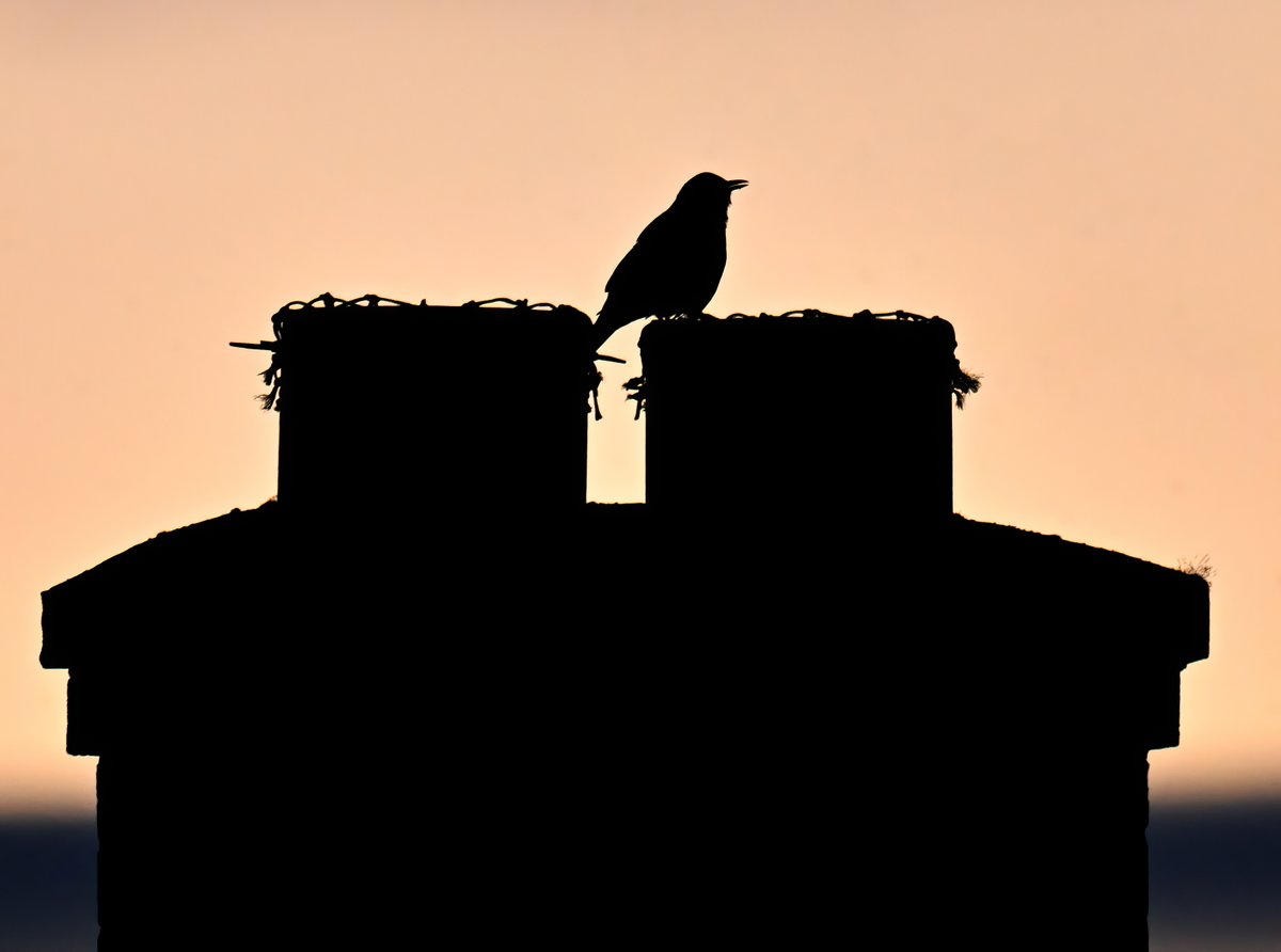 Singing Blackbird on a chimney at sunset. 😀 Taken last week in my Somerset village. 🐦