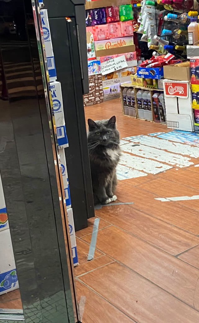 Bodega Cats (@Bodegacats_) on Twitter photo 2024-05-01 21:11:35